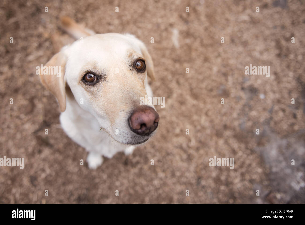 Vista guardando verso il basso sulla seduta labrador cane Foto Stock