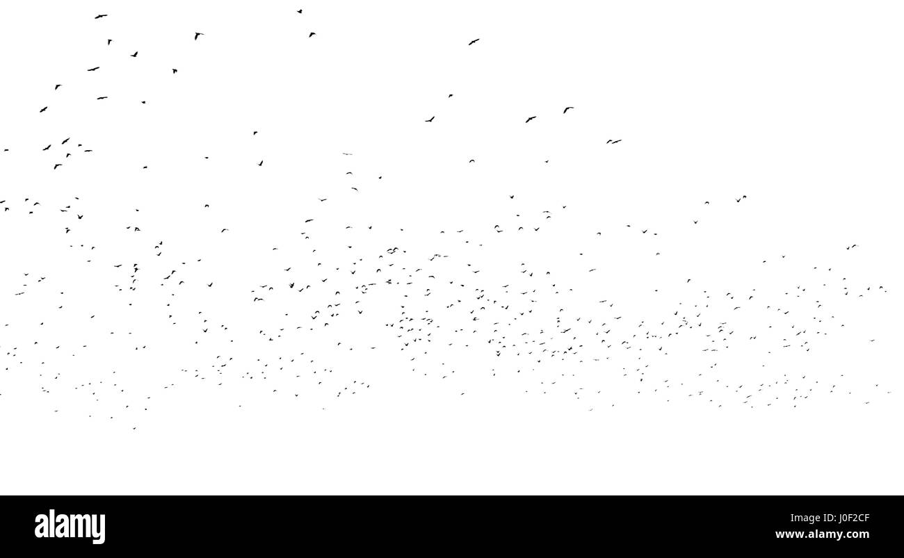 Molti uccelli isolato su bianco Foto Stock