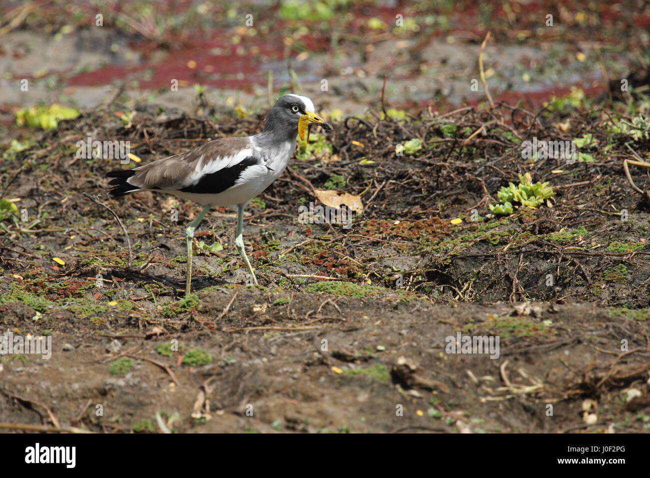 Bianco-incoronato Pavoncella in Nord Luangwa National Park, Zambia Foto Stock
