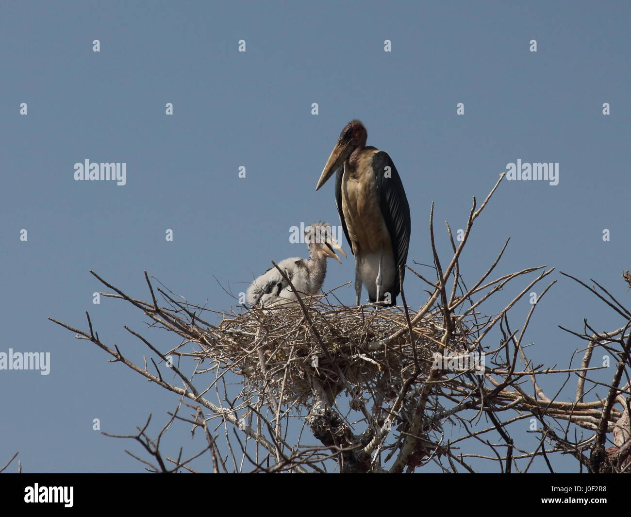 Marabou Stork con giovani in Nord Luangwa National Park, Zambia, Sud-centro Africa Foto Stock