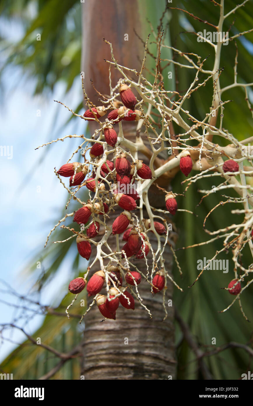 Palm Tree semi, Palm tree frutta, Matemwe, isola di Zanzibar, Tanzania Foto Stock