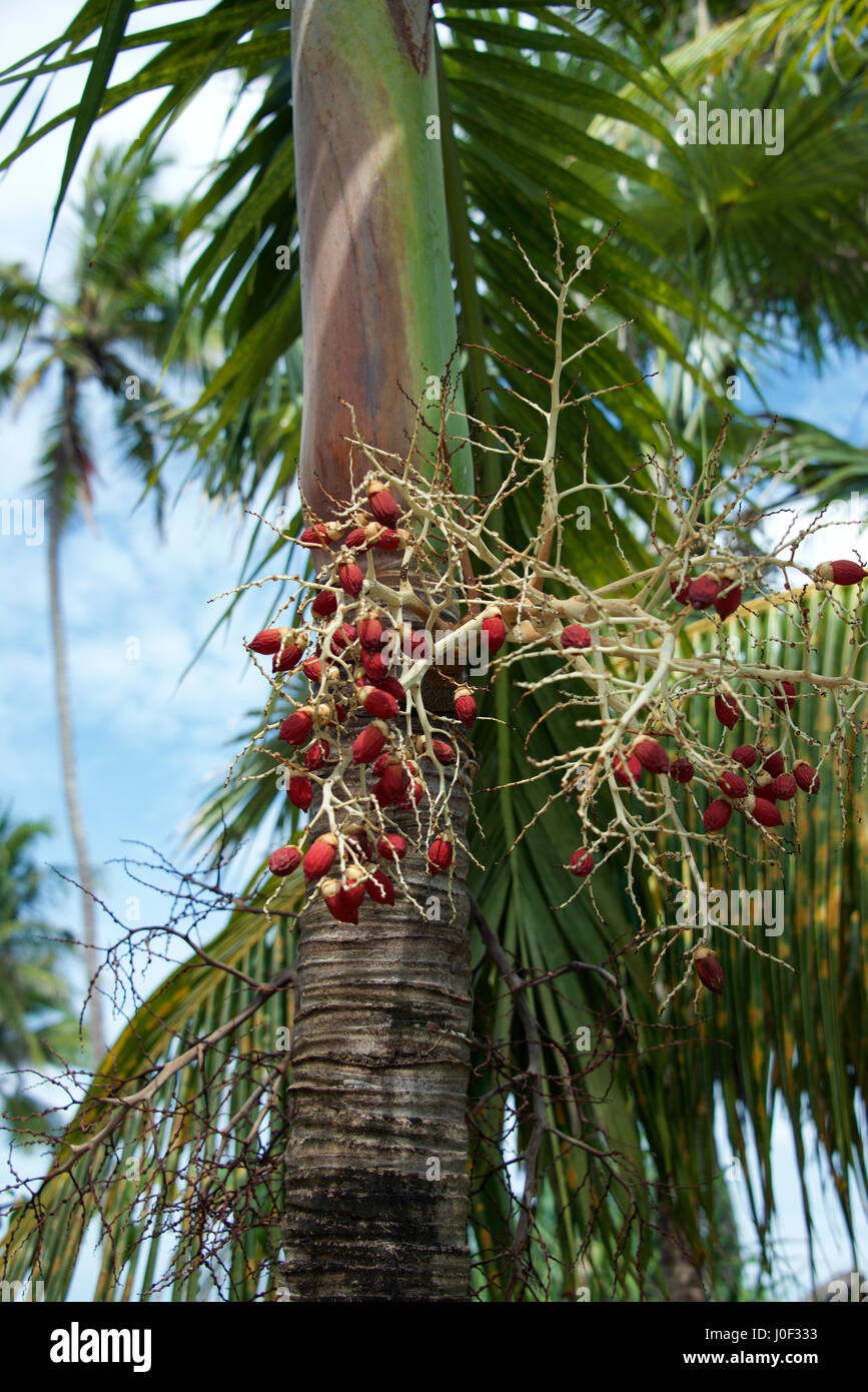 Palm Tree semi, Palm tree frutta, Matemwe, isola di Zanzibar, Tanzania Foto Stock