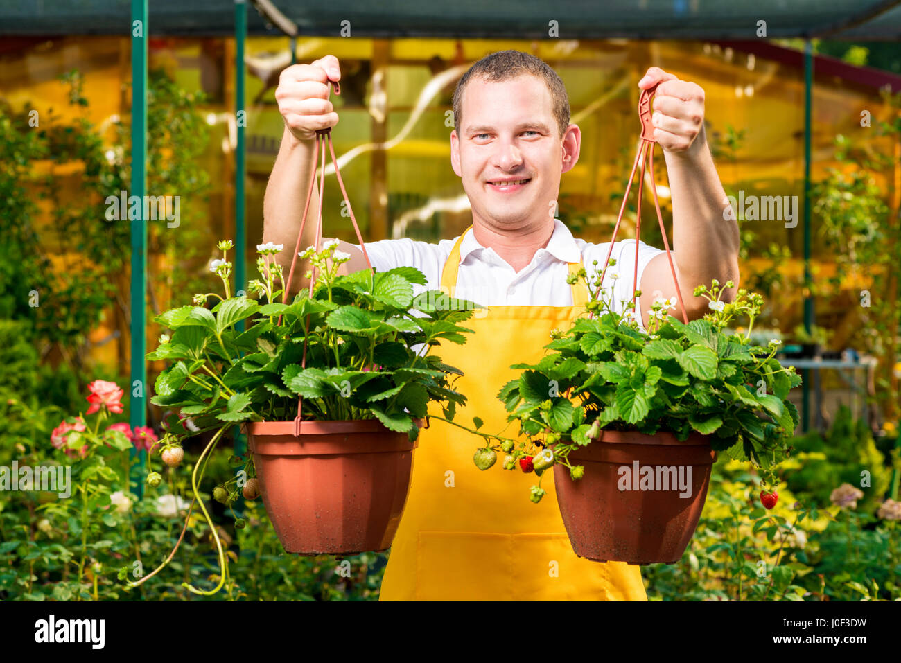 Ritratto orizzontale di un giardiniere con un raccolto di fragole in vasi Foto Stock