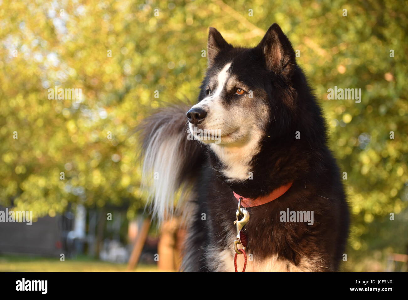 Roxie il Husky agouti Foto Stock