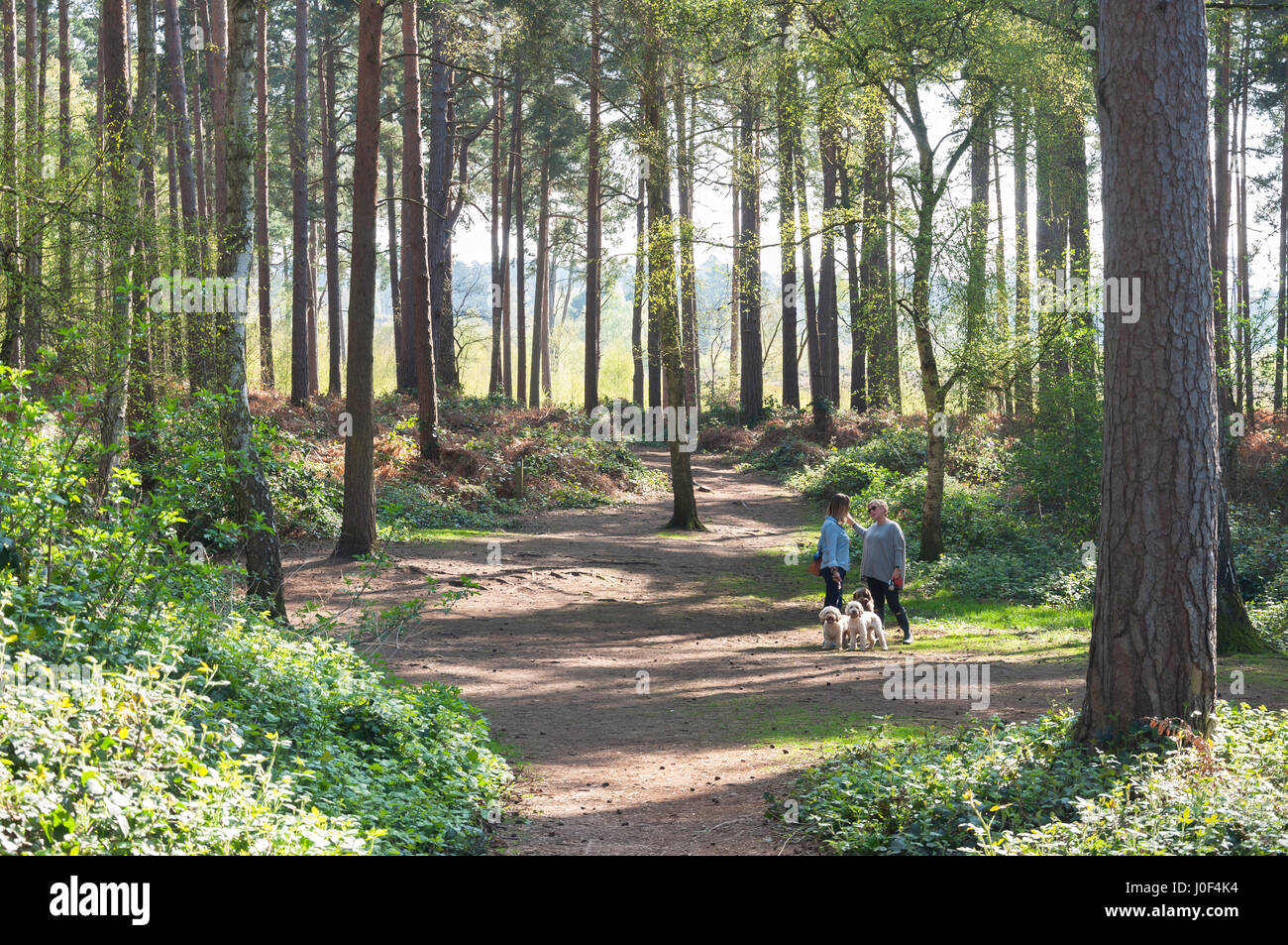 Percorso attraverso i boschi, Oakham & Chatley Heath, Ockham Surrey, Inghilterra, Regno Unito Foto Stock