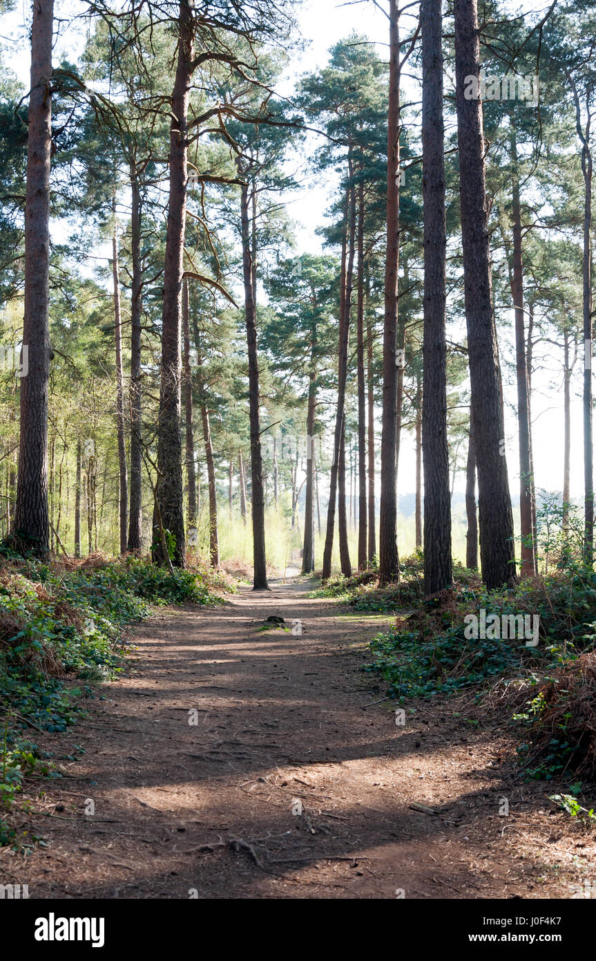Percorso attraverso i boschi, Oakham & Chatley Heath, Ockham Surrey, Inghilterra, Regno Unito Foto Stock