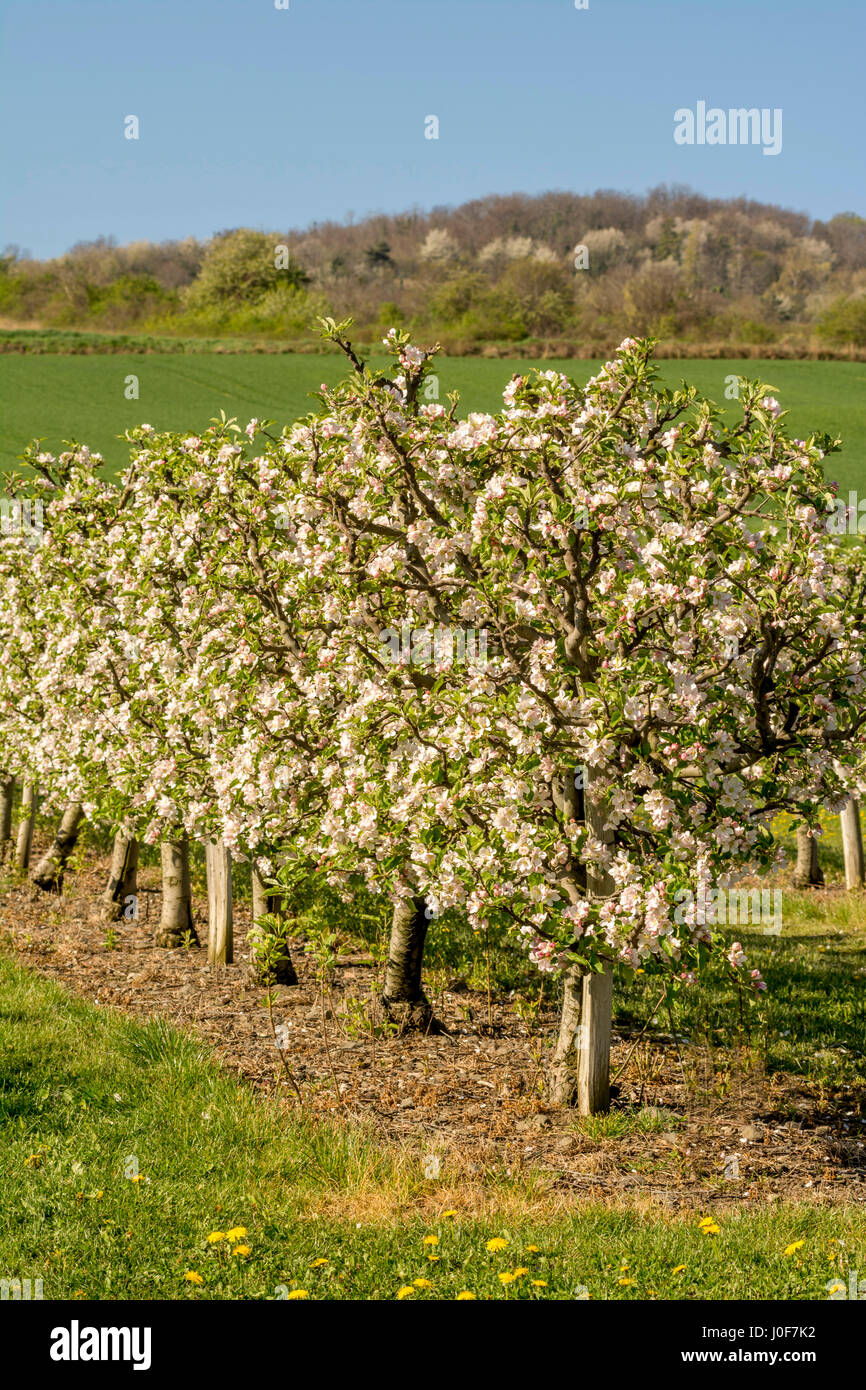Alberi di mele (malus domestica) in un frutteto, Limagne, Auvergne Francia, Europa Foto Stock