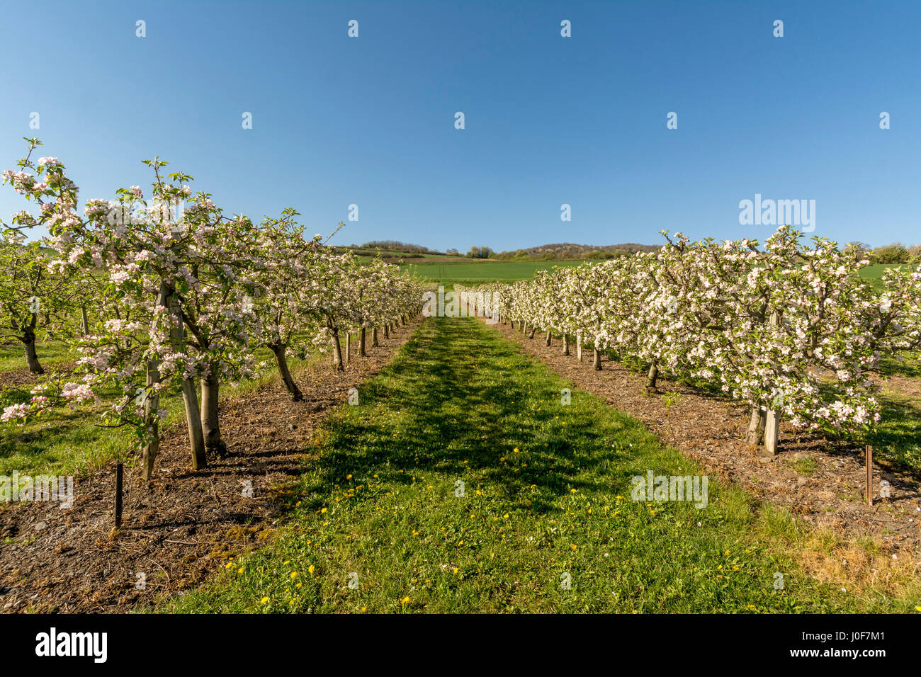 Alberi di mele (malus domestica) in un frutteto, Limagne, Auvergne Francia, Europa Foto Stock