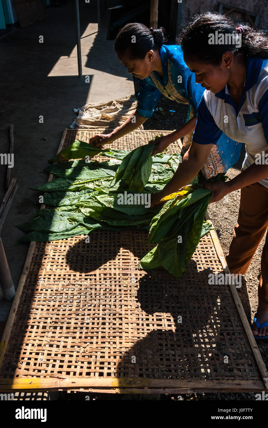 Donne che asciugano foglie di tabacco appena raccolte in un villaggio di produzione di tabacco a Temanggung, Giava Centrale, Indonesia. Foto Stock