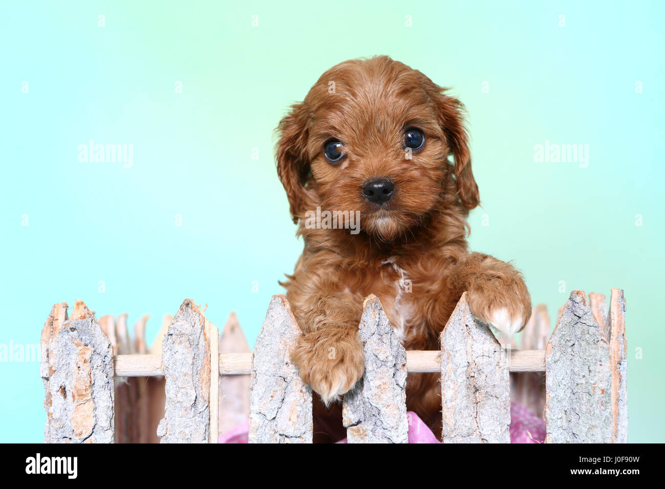 Cavapoo (barboncino x Cavalier King Charles Spaniel). Cucciolo guardando sopra un recinto. Studio Immagine visto contro un sfondo turchese Foto Stock