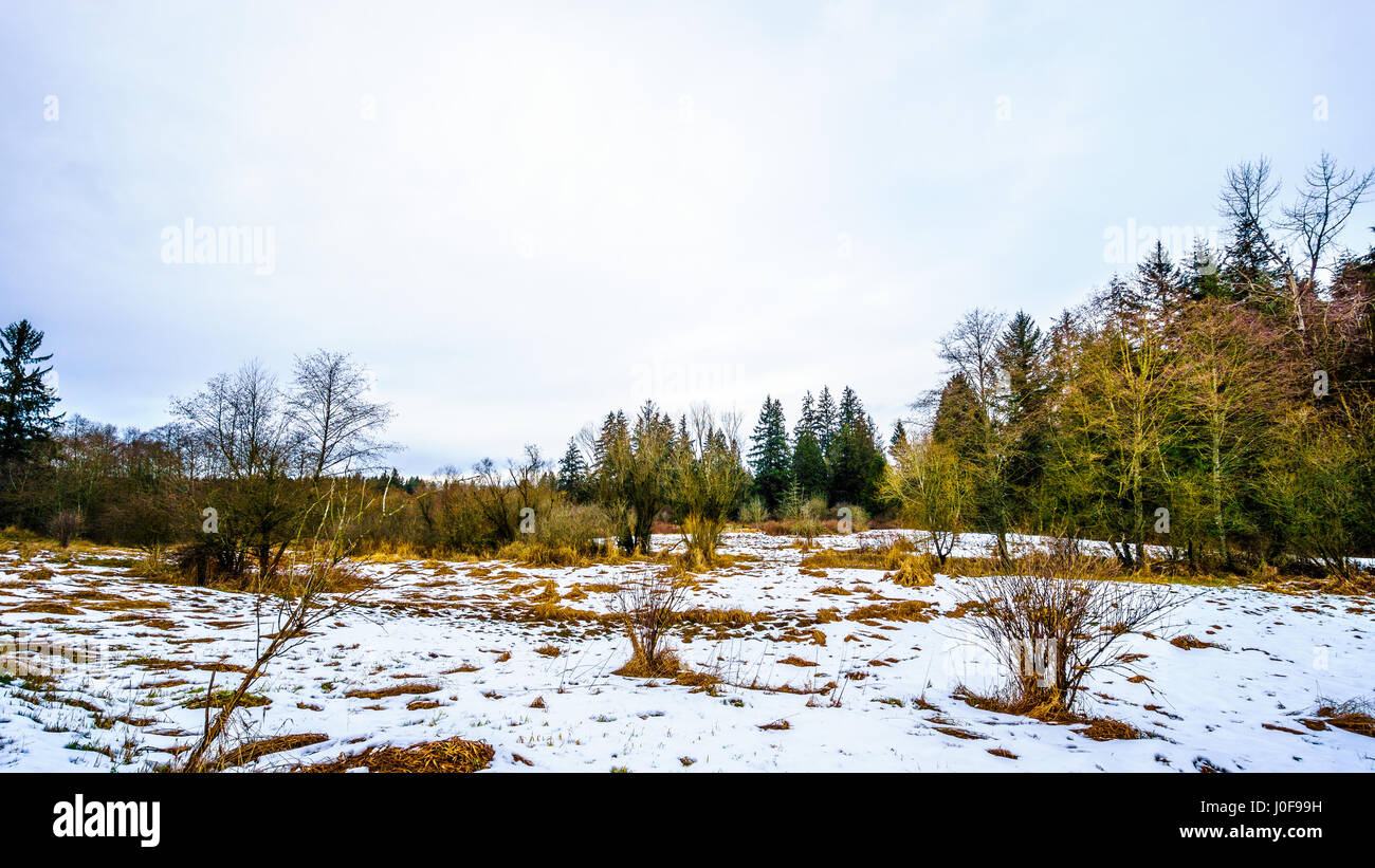 Paesaggio invernale con neve coperto i campi di erba in Campbell Parco Valle nelle township su Langley in British Columbia, Canada su di una bella giornata invernale Foto Stock
