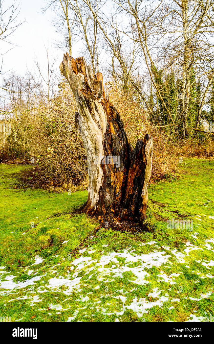 Ceppo di albero di un albero che è stato abbattuto da un fulmine in Campbell Parco Valle nelle township su Langley in British Columbia, Canada Foto Stock