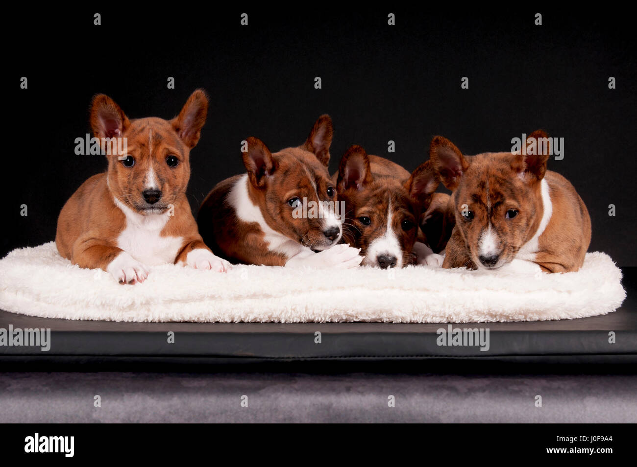 Basenji. Quattro cuccioli (6 settimane di età) giacente su un letto di pet. Studio Immagine contro uno sfondo nero. Germania Foto Stock