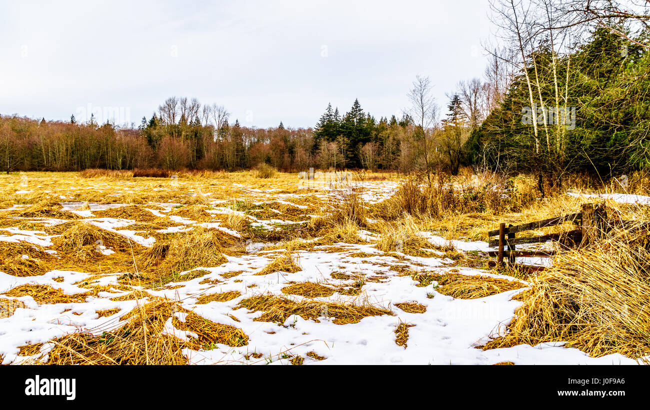 Paesaggio invernale di campi di erba in Campbell Parco Valle nelle township su Langley in British Columbia, Canada su di una bella giornata invernale Foto Stock