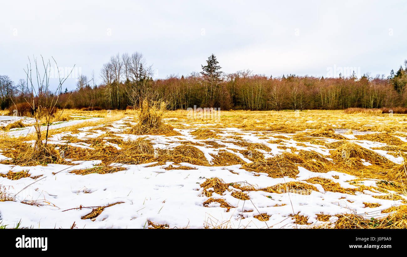 Paesaggio invernale con neve coperto i campi di erba in Campbell Parco Valle nelle township su Langley in British Columbia, Canada su di una bella giornata invernale Foto Stock