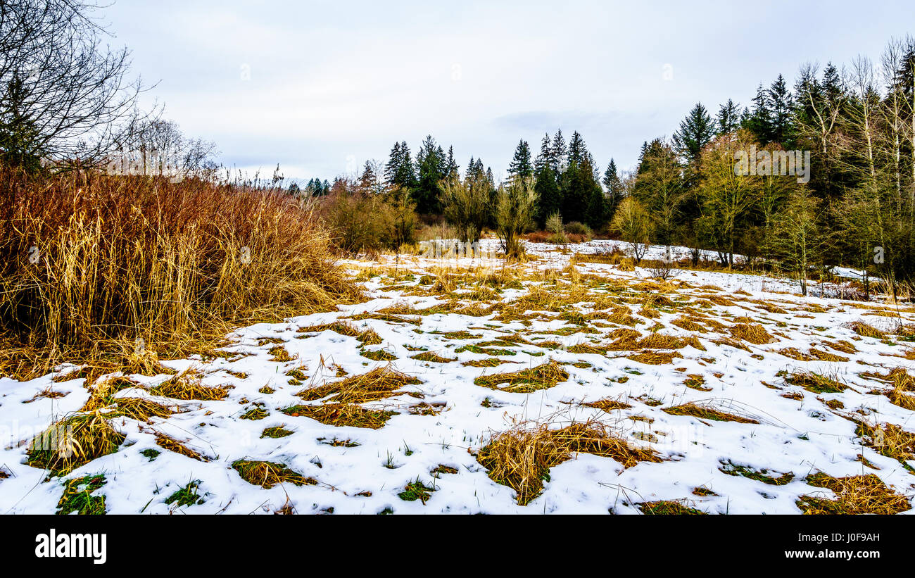 Paesaggio invernale con neve coperto i campi di erba in Campbell Parco Valle nelle township su Langley in British Columbia, Canada su di una bella giornata invernale Foto Stock