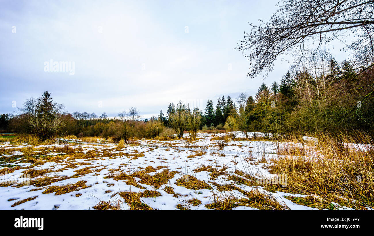 Paesaggio invernale con neve coperto i campi di erba in Campbell Parco Valle nelle township su Langley in British Columbia, Canada su di una bella giornata invernale Foto Stock