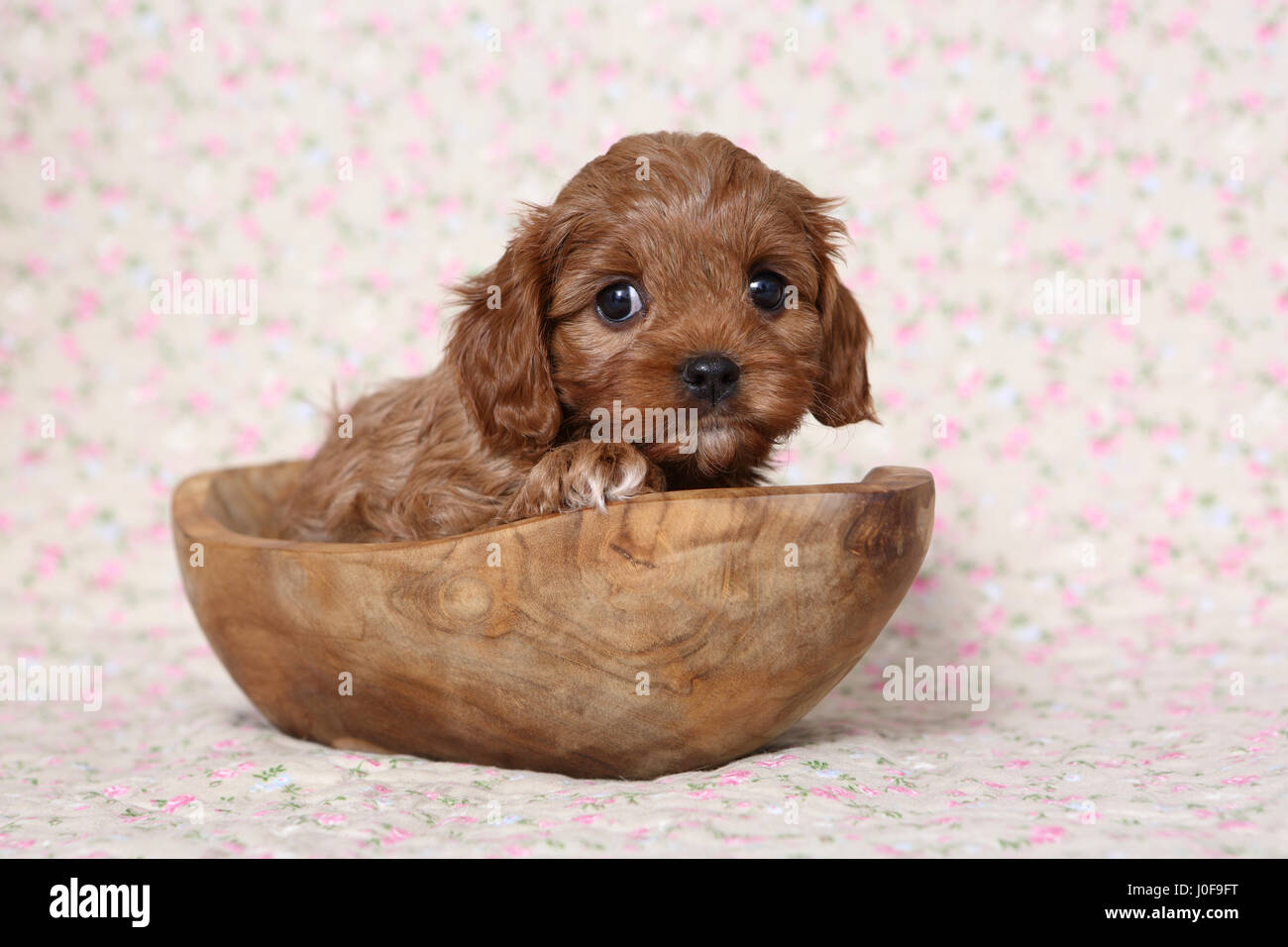 Cavapoo (barboncino x Cavalier King Charles Spaniel). Puppy in una ciotola di legno. Studio Immagine contro uno sfondo luminoso con stampa fiori. Germania. Germania Foto Stock