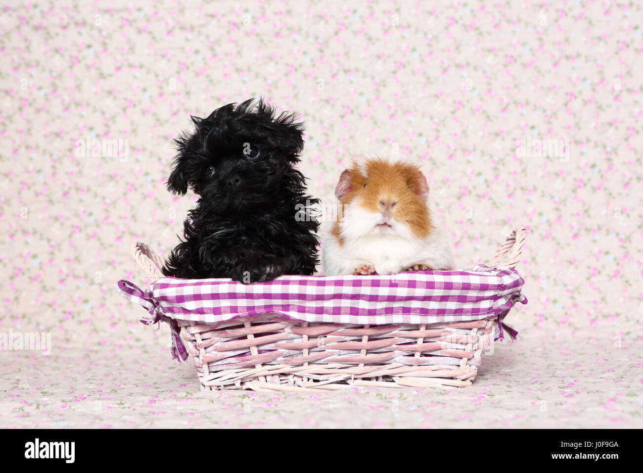 Bolonka Zwetna. Cucciolo nero (7 settimane di età) e Teddy Cavia seduto accanto a ogni altra in un cestello. Studio Immagine contro uno sfondo luminoso con stampa fiori. Germania Foto Stock