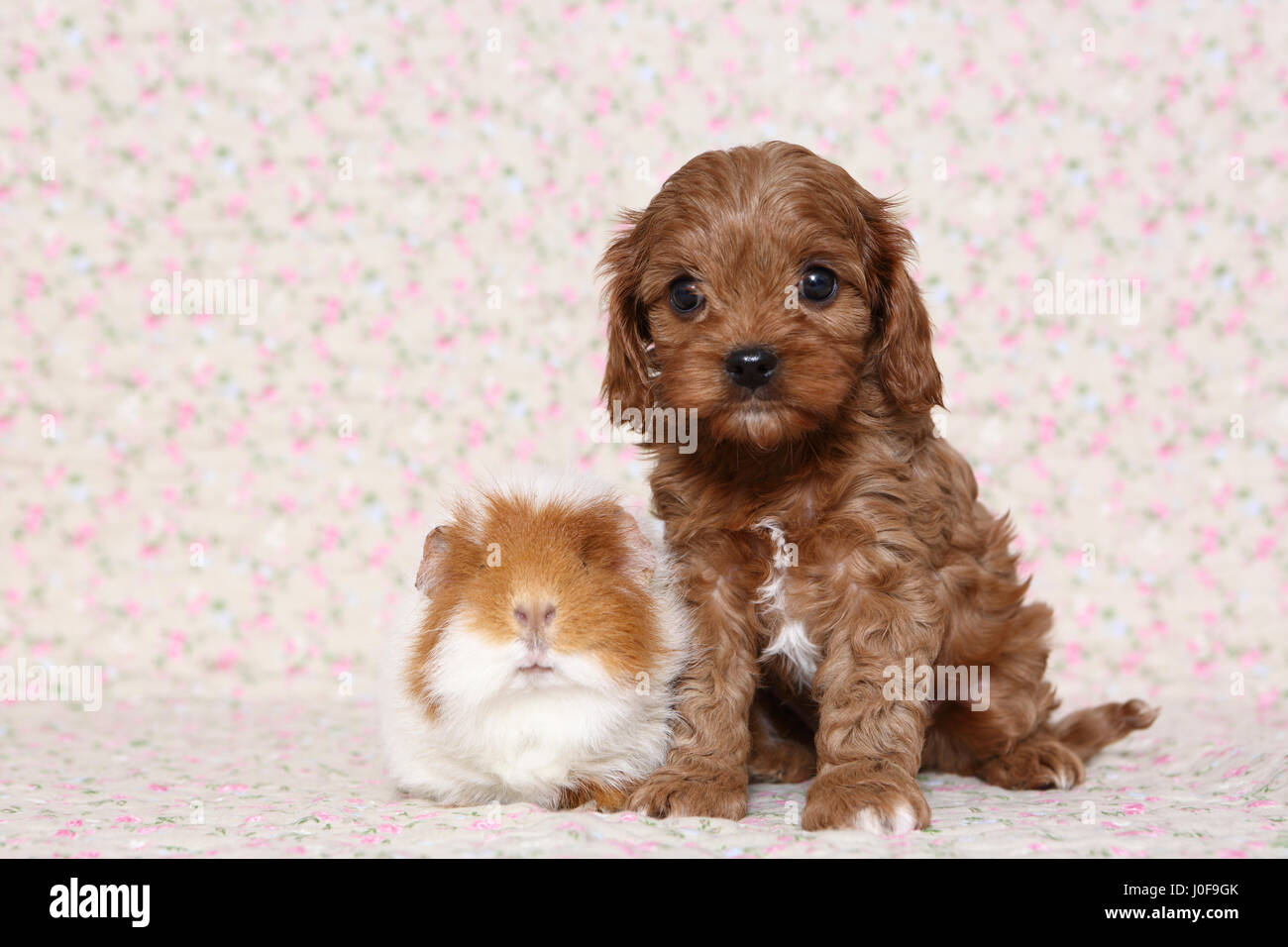 Cavapoo (barboncino x Cavalier King Charles Spaniel). Cucciolo e Teddy Cavia seduto accanto a ogni altro. Studio Immagine contro uno sfondo luminoso con stampa fiori. Germania. Germania Foto Stock