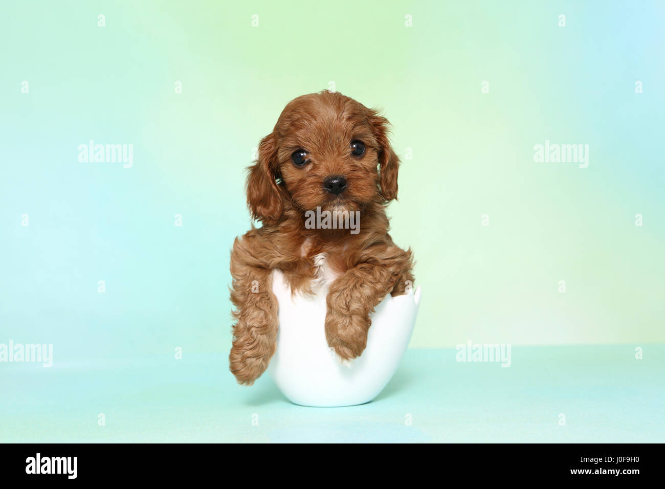 Cavapoo (barboncino x Cavalier King Charles Spaniel). Puppy in un vaso decorativo, conformata come un guscio d'uovo. Studio Immagine visto contro un sfondo turchese Foto Stock