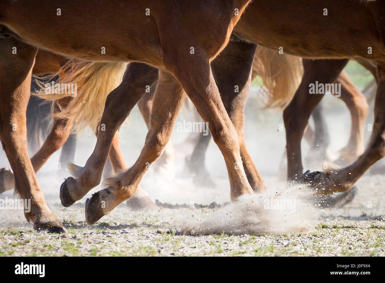 Cavallo islandese. Allevamento di trotto in un polveroso paddock, close-up di gambe. Austria Foto Stock