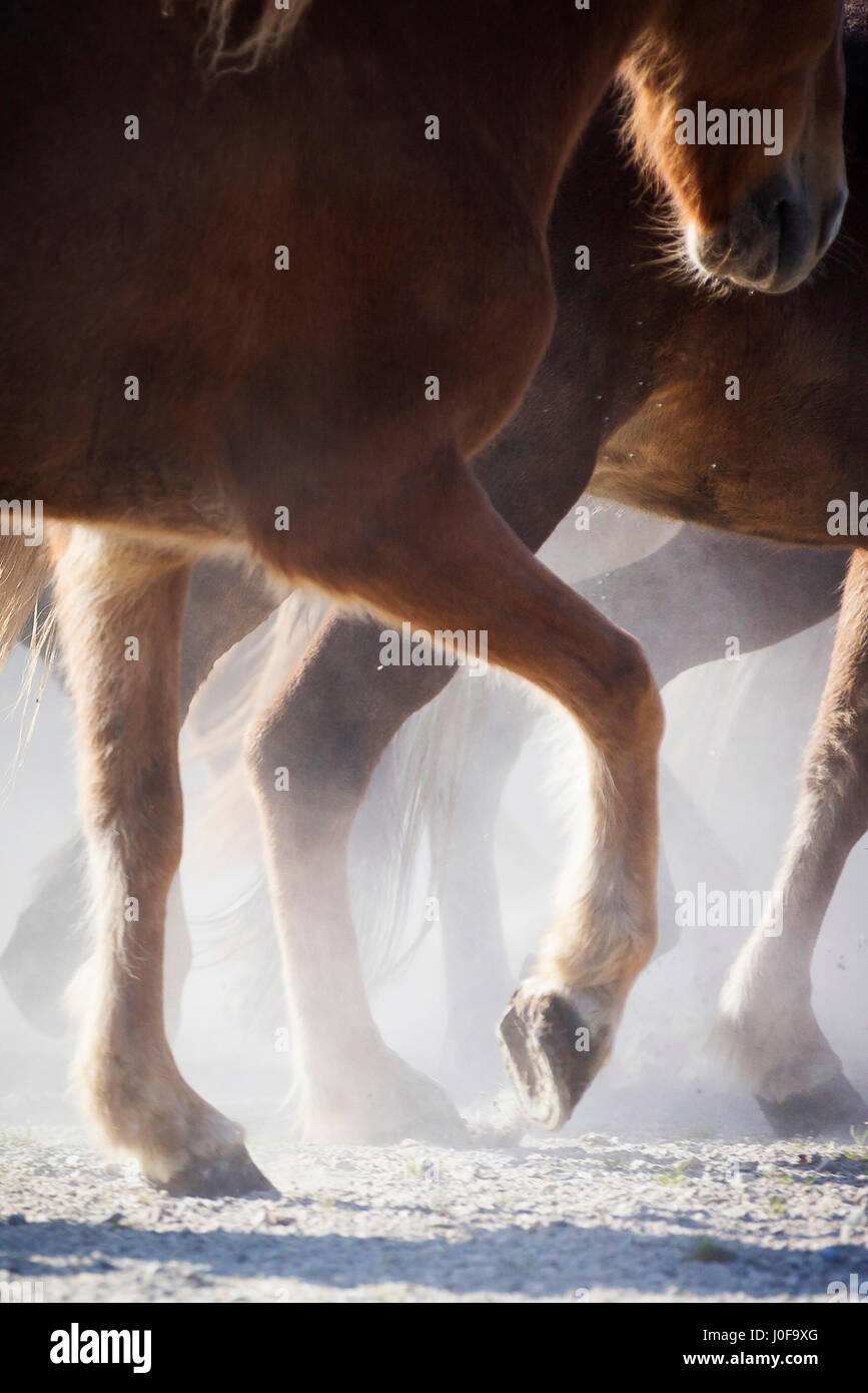Cavallo islandese. Allevamento di trotto in un polveroso paddock, close-up di gambe. Austria Foto Stock
