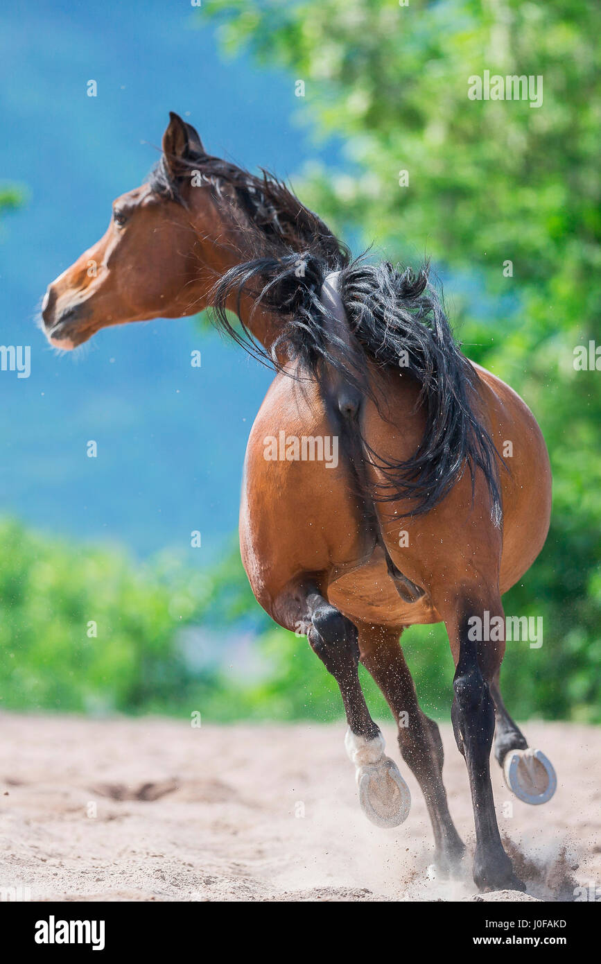 Arabian Horse. Baia di trotto al galoppo in un paddock, visto dalla parte posteriore. Italia Foto Stock