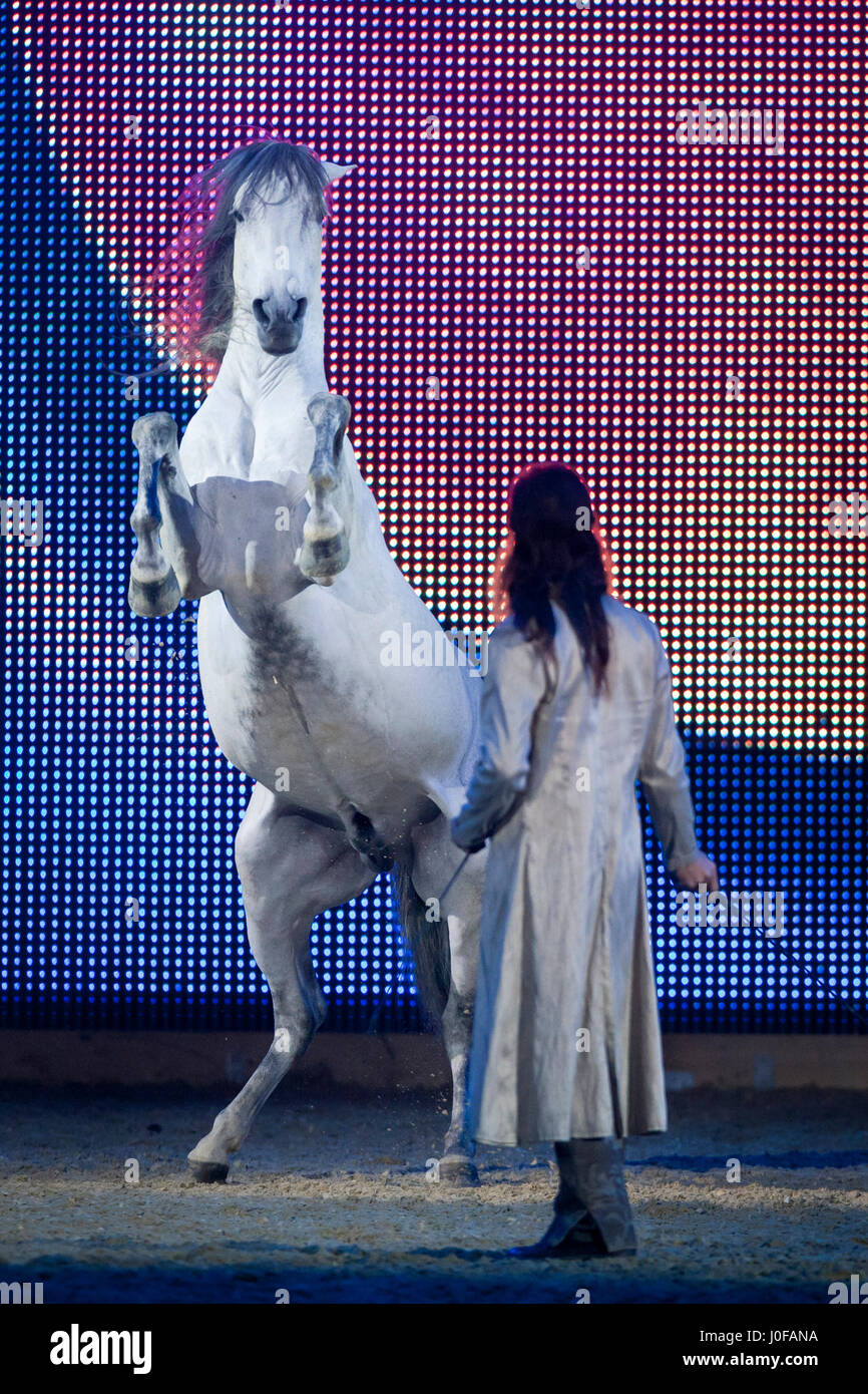 Lusitano. Stallone grigio allevamento, liberty dressage. Hop Top Show di Essen, Germania Foto Stock