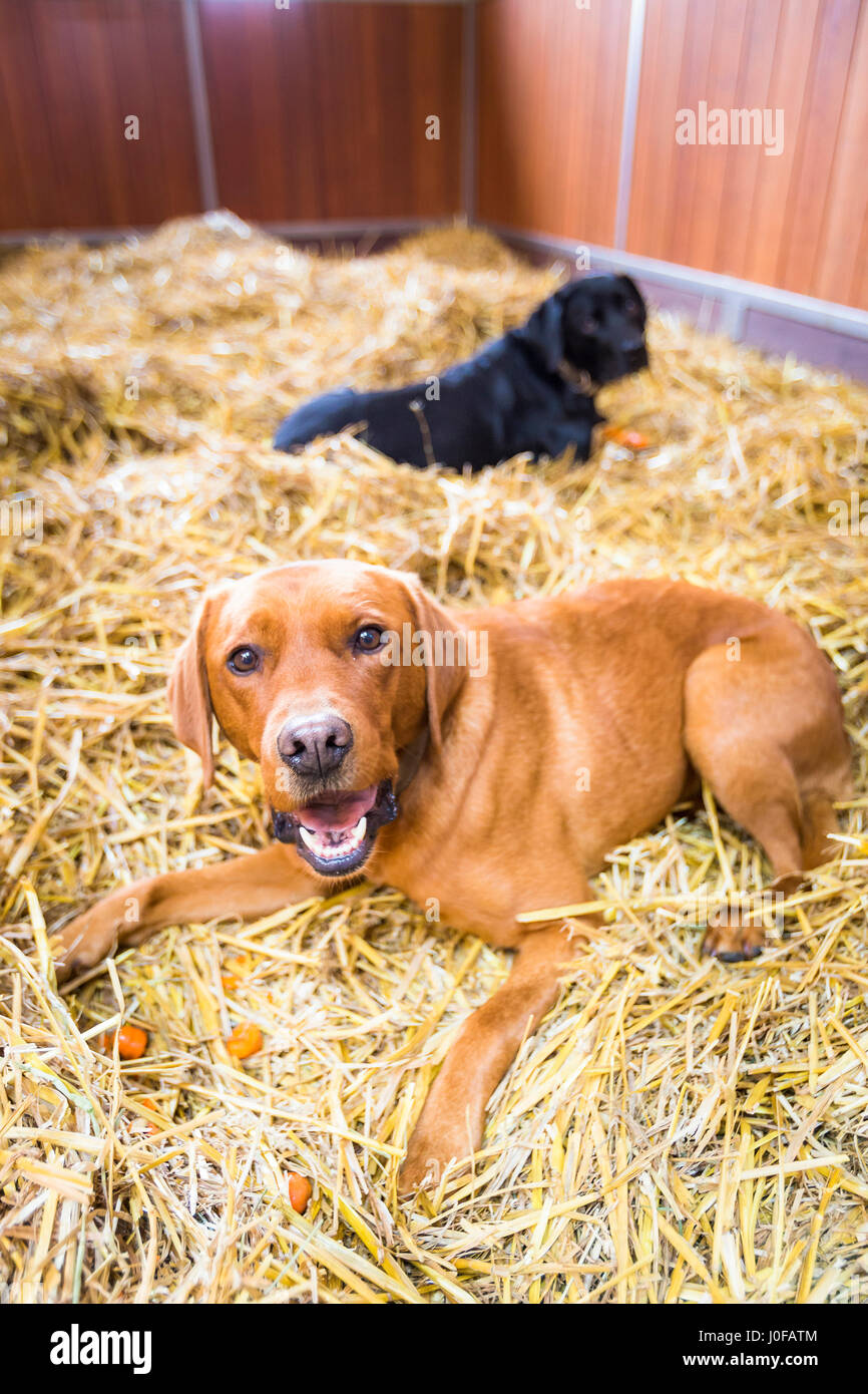 Mixed-razza cane. Due adulti in appoggio in una scatola di cavallo. Germania Foto Stock