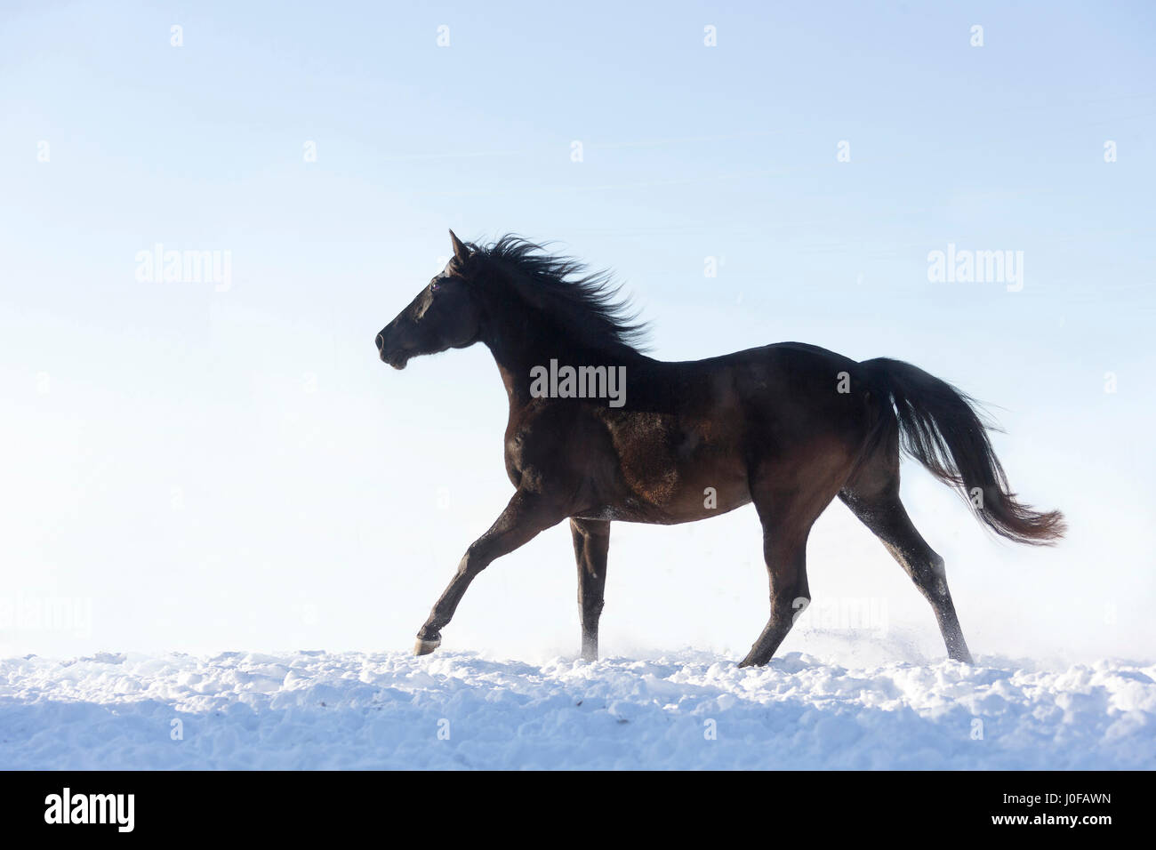Sport Spagnolo cavallo. I capretti nero al galoppo mare nella neve. Germania Foto Stock