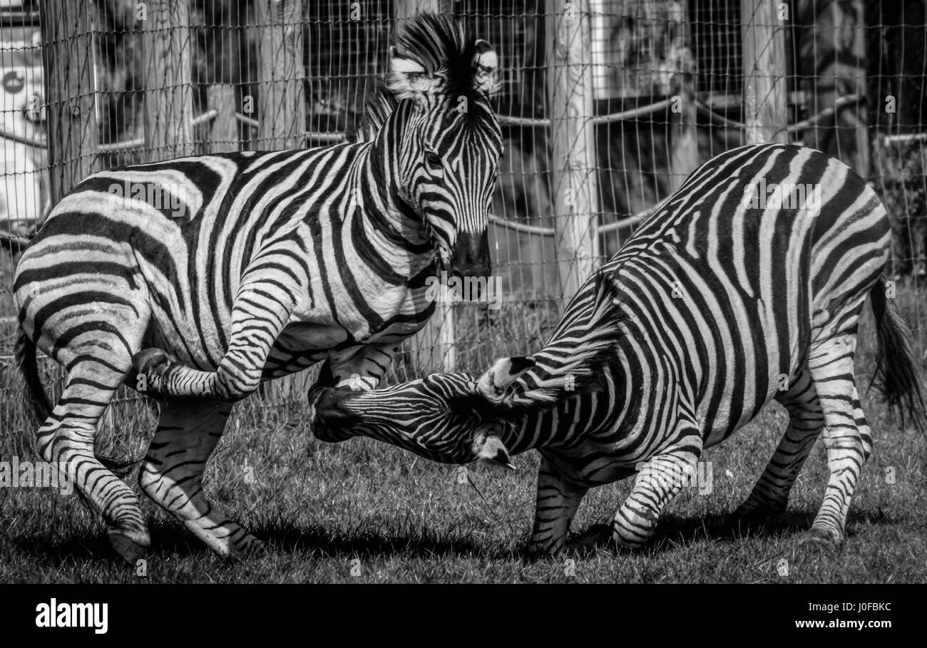 Zebre, lo Zoo Twycross, Leicestershire. Foto Stock