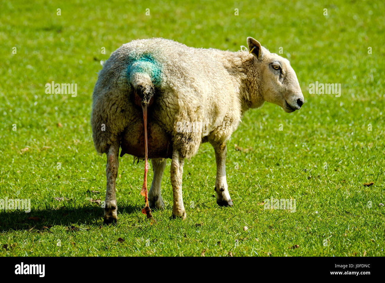 Pecore nelle prime fasi del lavoro in un'azienda agricola Scottish Borders Foto Stock