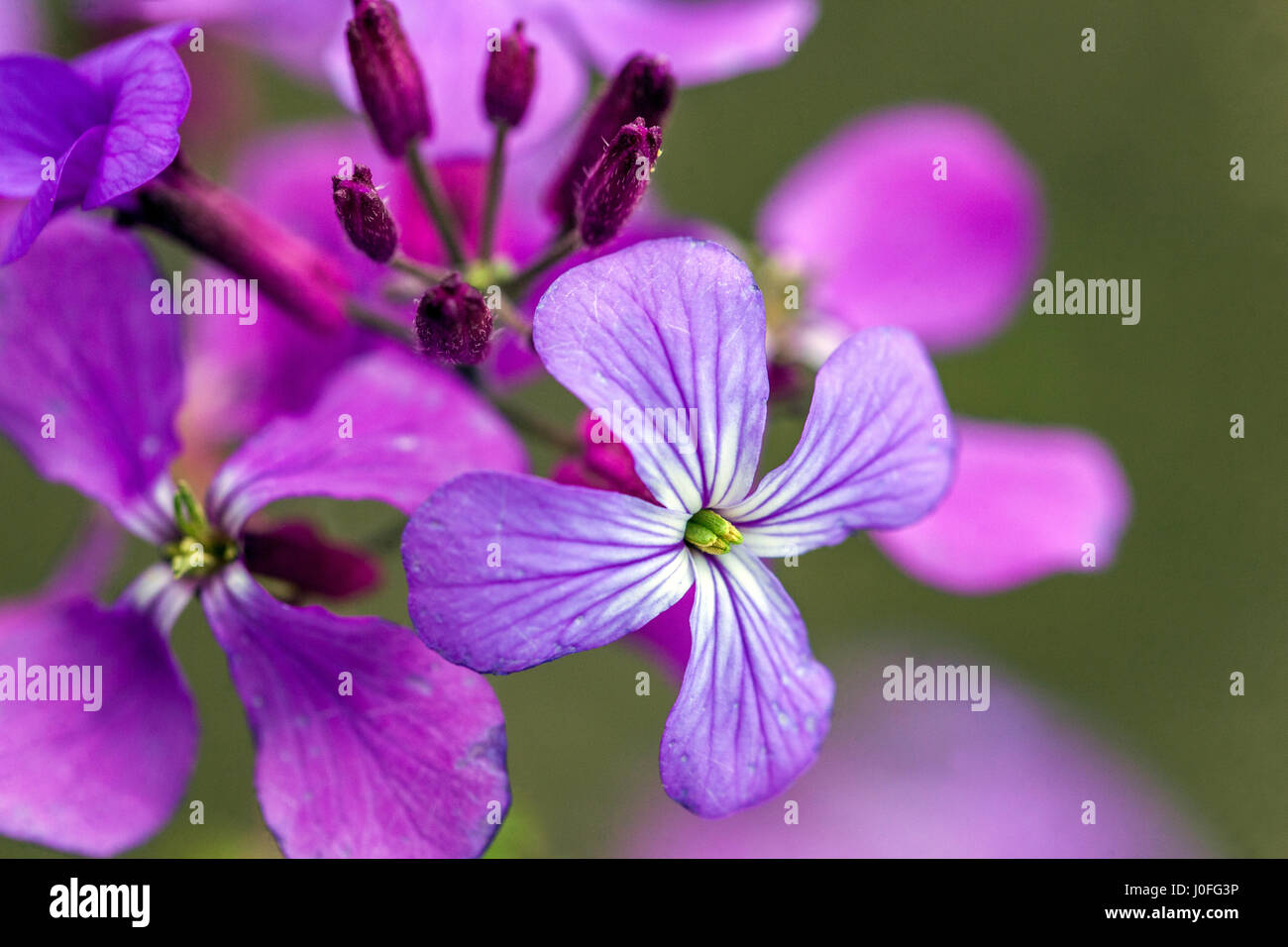 Lunaria annua Lunaria Honesty Fiore primo piano Fiore Viola primo piano Fiore Lunaria Honesty pianta Honesty Moonwort, fioritura annuale Fiore Foto Stock