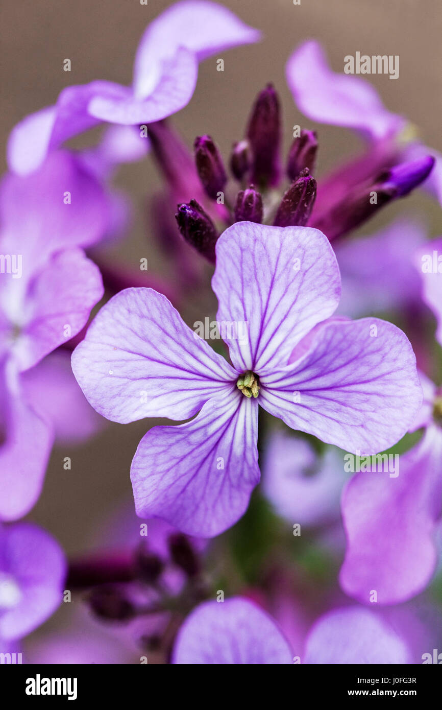 Lunaria annua fioritura primo piano ritratto di fiori Viola Blu primo piano Fiore Lunaria Honesty pianta Honesty Moonwort Blooming Annual Flowers Petals Foto Stock