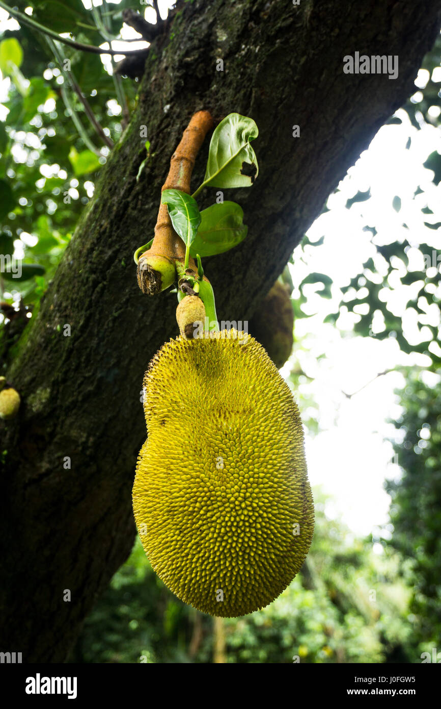 Jackfruit con foglie ancora appeso sulla struttura ad albero foto scattata a Giacarta Indonesia Foto Stock