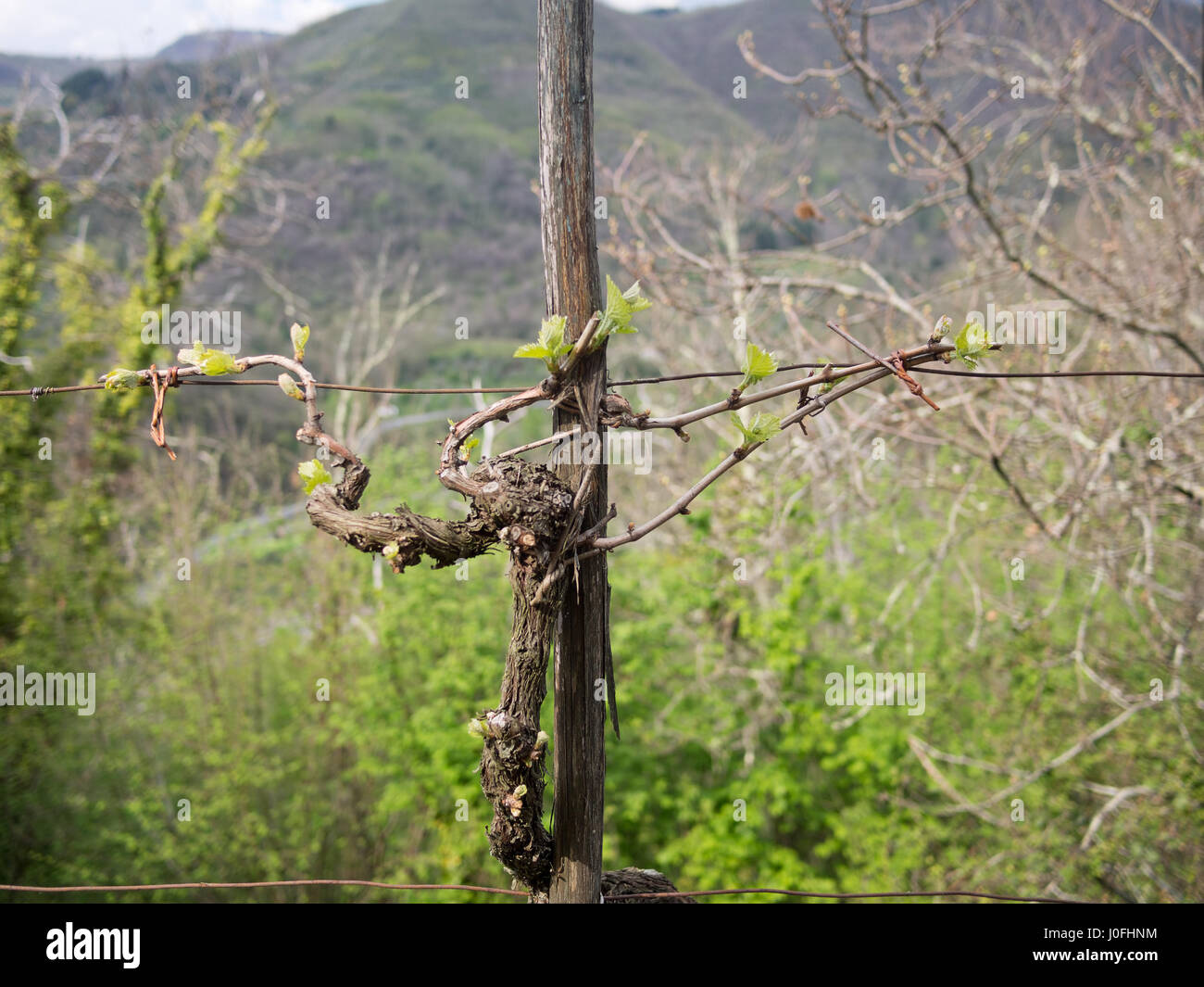 Italian grapevine. Il vecchio impianto con una nuova crescita in primavera. Tradizionalmente formati. Foto Stock
