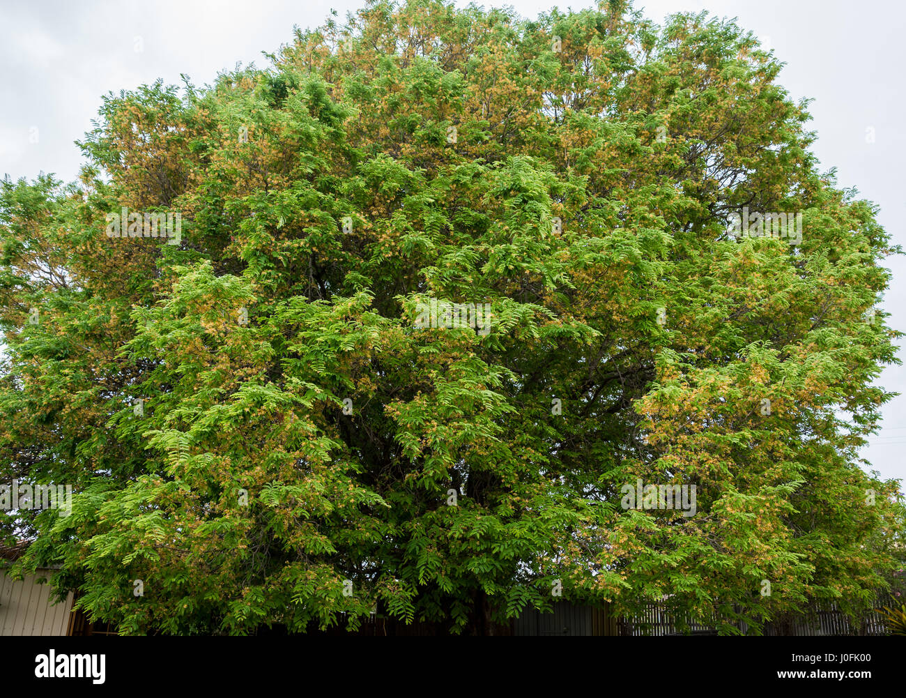 Molto grande fioritura vecchio albero di tamarindo, Tamarindus indica, circa 10 metri o 30 piedi alta Foto Stock