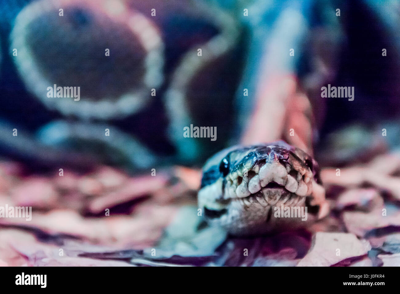 Curioso spotted python vuole incontrare vicino Foto Stock