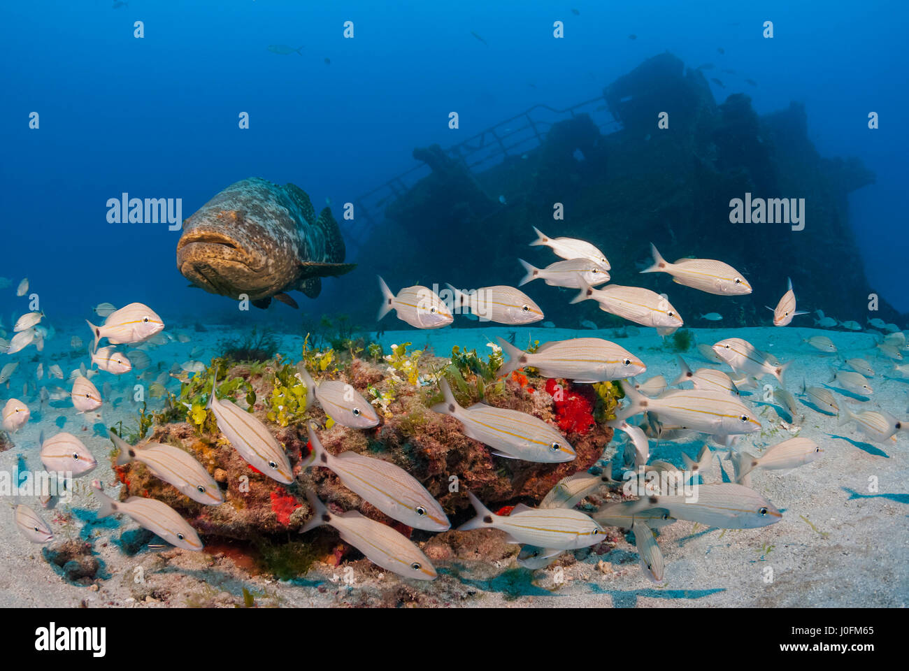 Cernia Golia Foto Stock