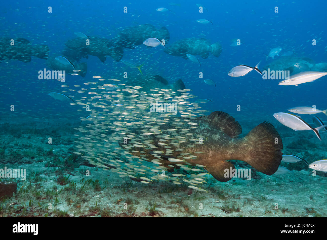 Cernia Golia Foto Stock