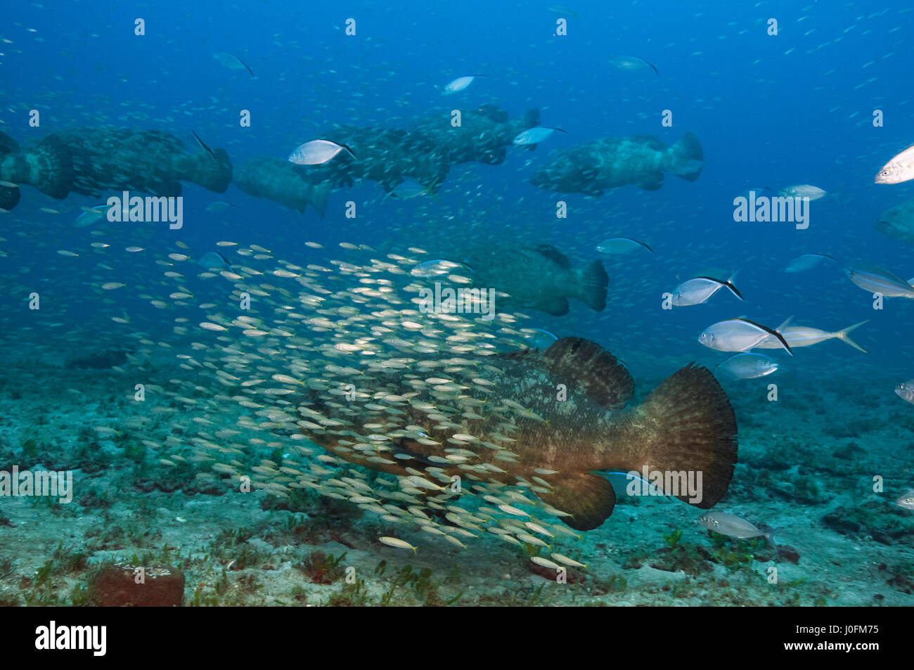 Cernia Golia Foto Stock