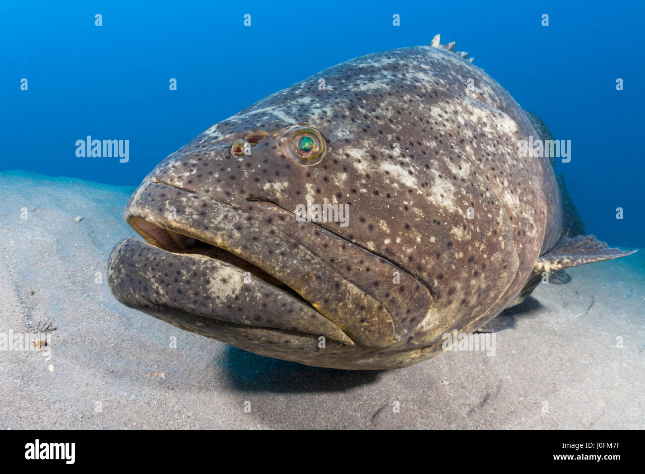 Cernia Golia Foto Stock