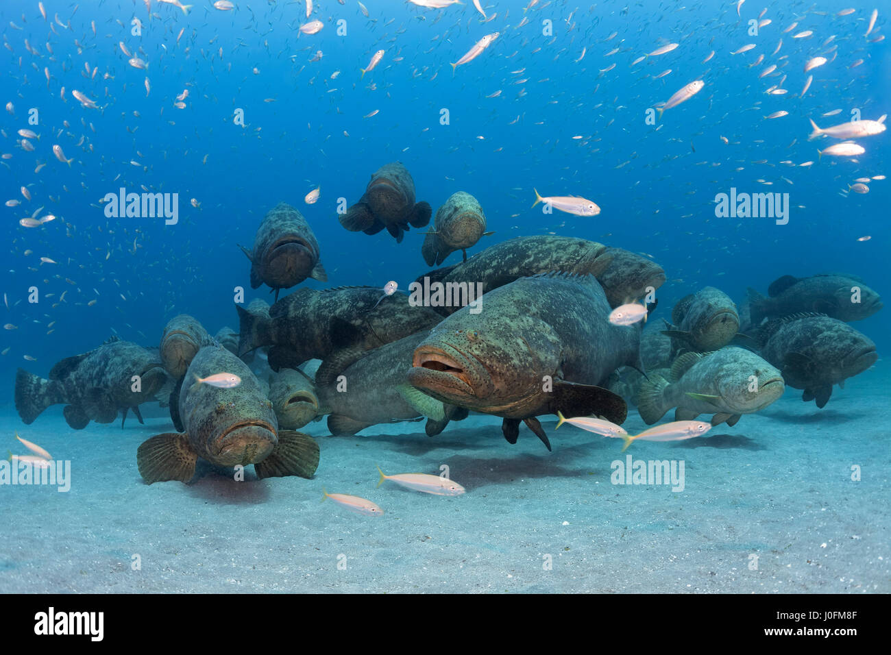 Durante i mesi di agosto e settembre, grandi numeri di Golia il raggruppatore formare aggregazioni riproduttiva fuori della Florida costa sud-orientale. Foto Stock