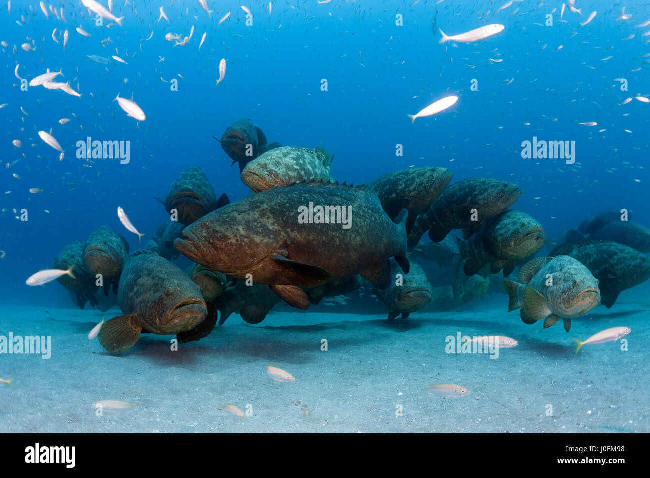 Durante i mesi di agosto e settembre, grandi numeri di Golia il raggruppatore formare aggregazioni riproduttiva fuori della Florida costa sud-orientale. Foto Stock
