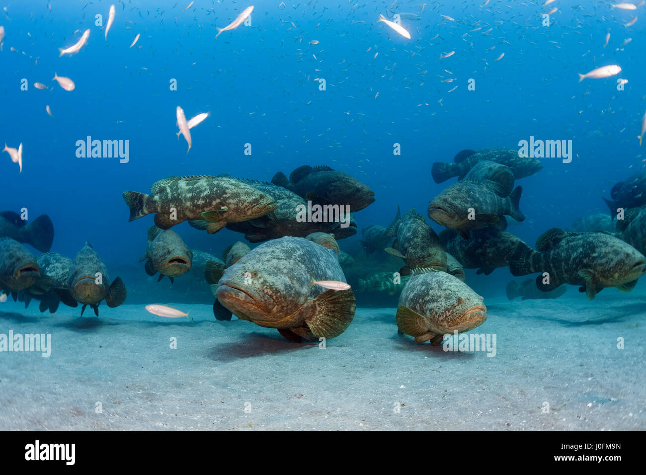 Durante i mesi di agosto e settembre, grandi numeri di Golia il raggruppatore formare aggregazioni riproduttiva fuori della Florida costa sud-orientale. Foto Stock
