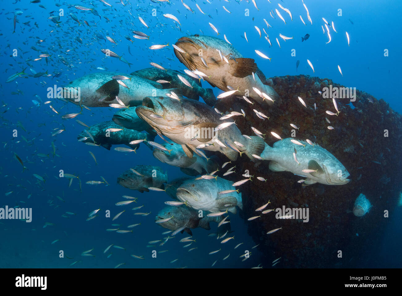 Golia cernia durante la deposizione delle uova l'aggregazione tra i mesi di agosto e di Ottobre Foto Stock