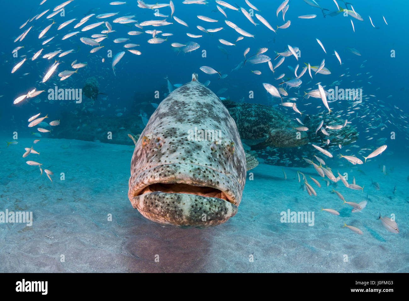 Cernia Golia Foto Stock