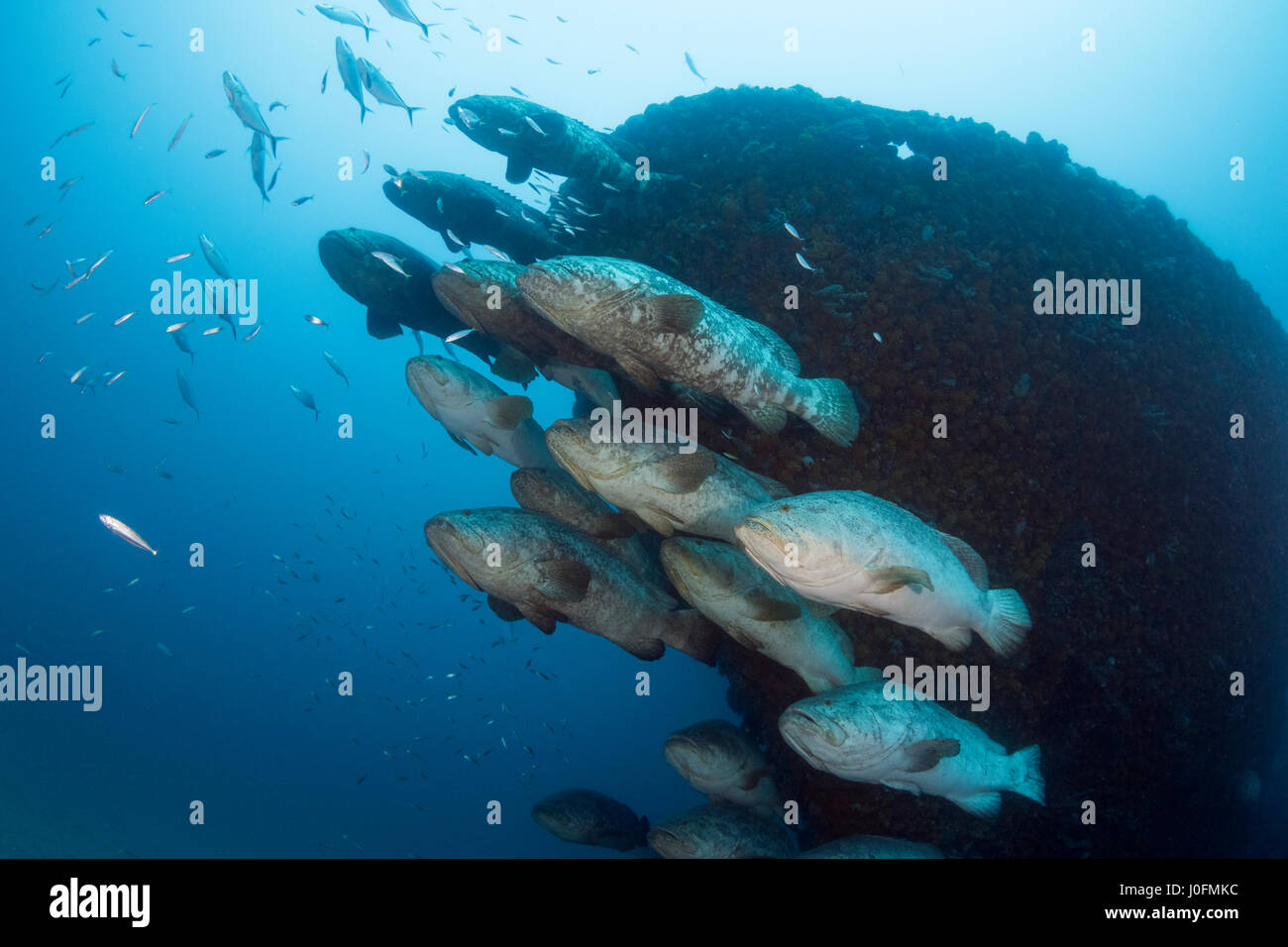 Golia cernia durante la deposizione delle uova l'aggregazione tra i mesi di agosto e di Ottobre Foto Stock