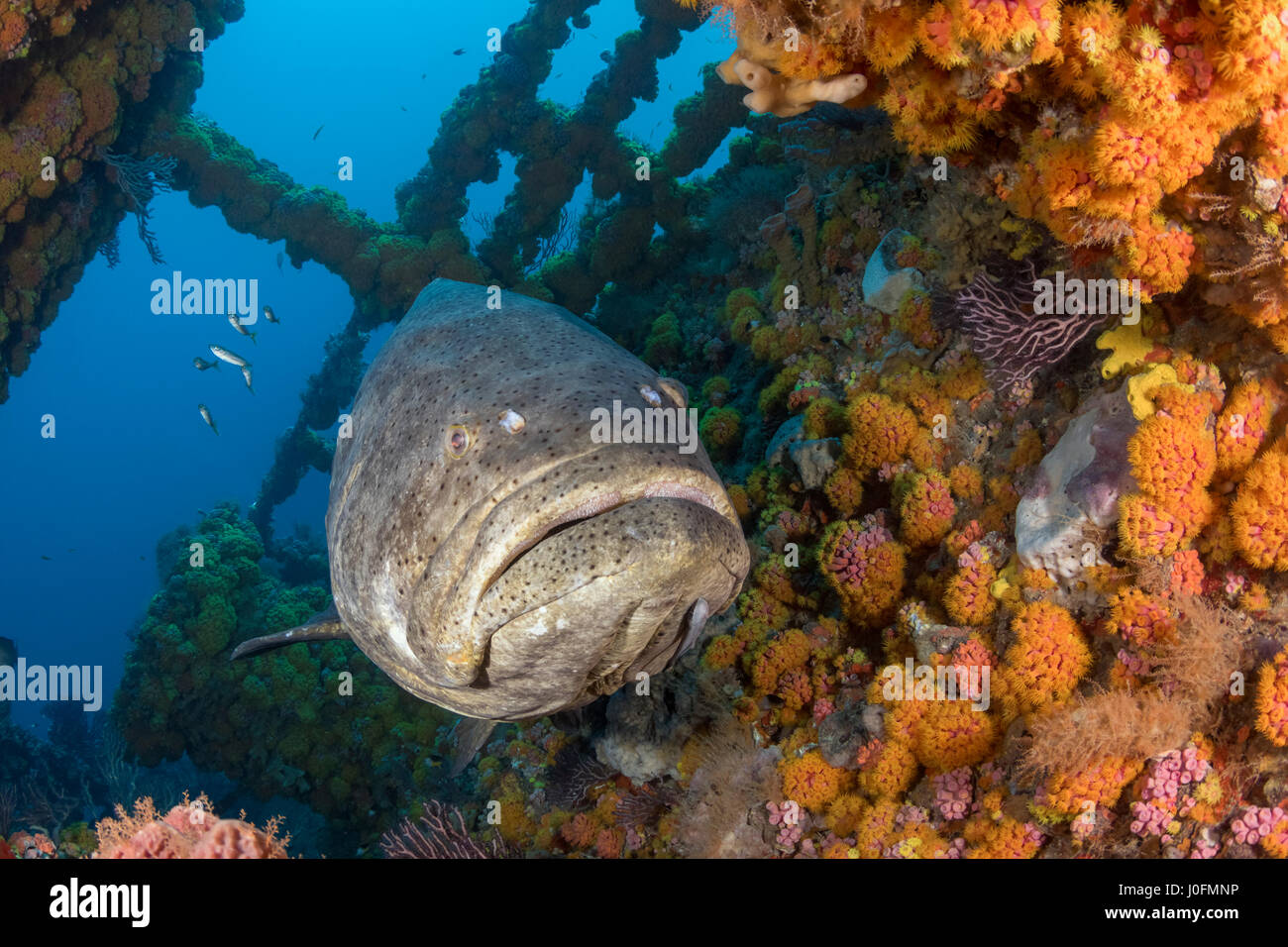 Golia cernia su una ruota relitto off Boynton Beach Florida Foto Stock